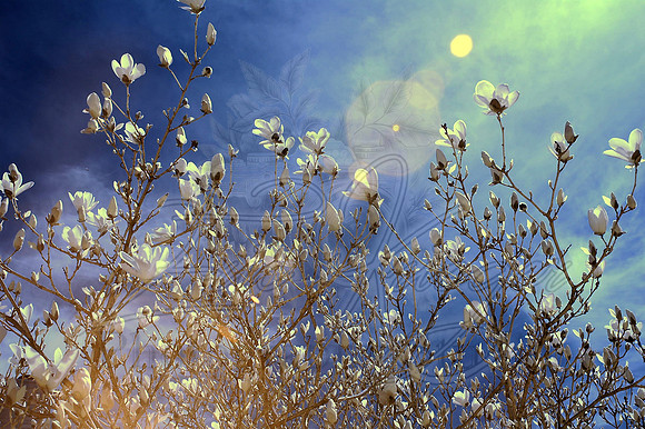 Spring 2013