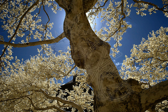 Spring 2013
