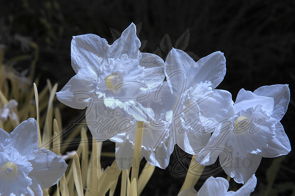 Spring 2013